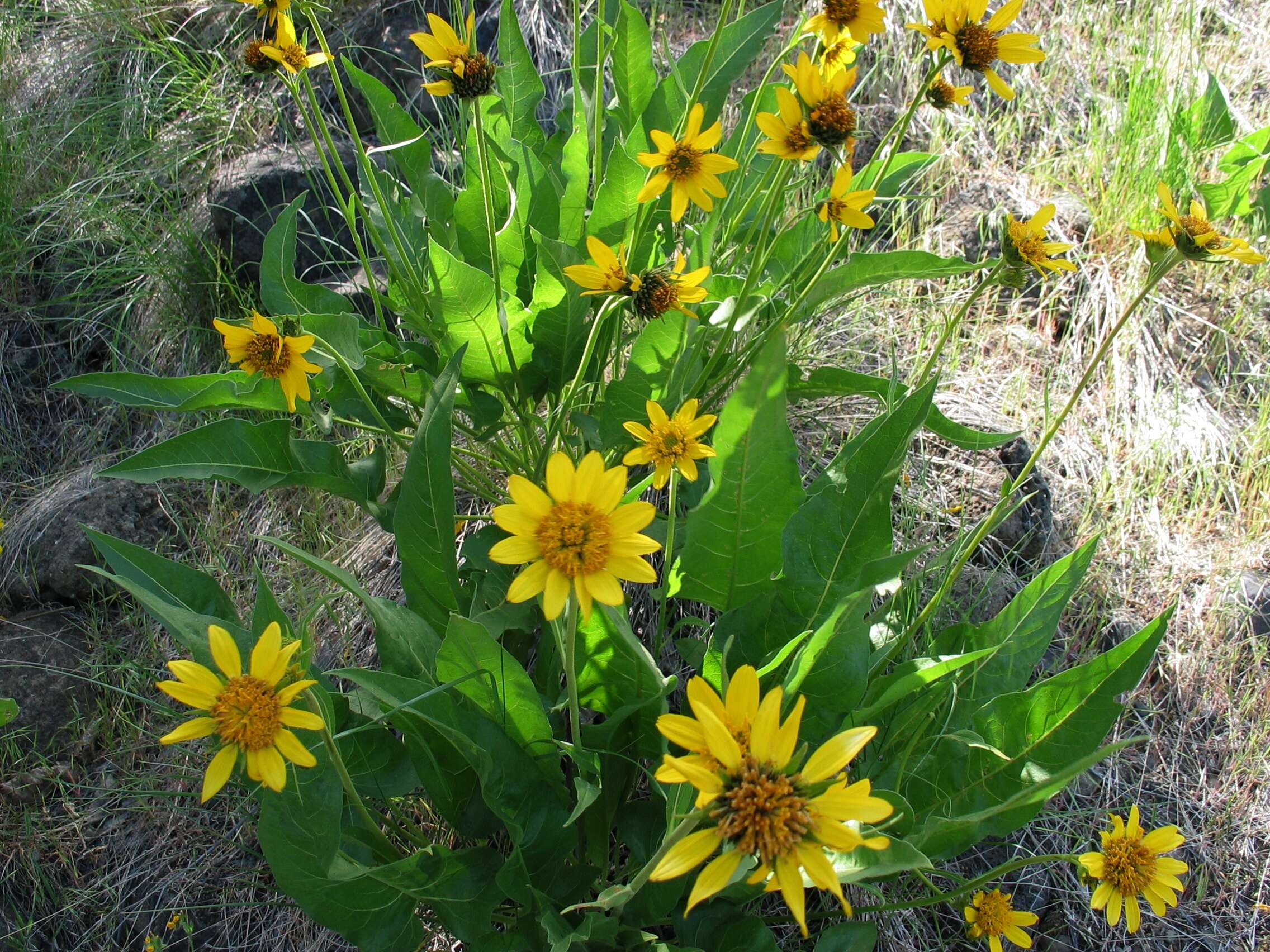 Image of balsamroot