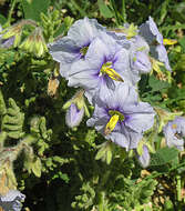 Image of Solanum trinominum J. R. Benn.