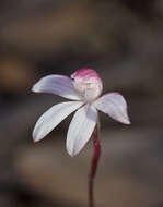 Caladenia gracilis R. Br.的圖片