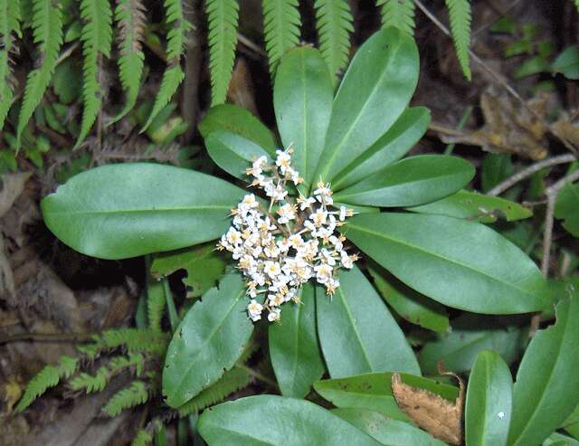 Слика од Ardisia escallonioides Schiede & Deppe ex Schltdl. & Cham.