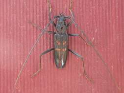 Image of Longicorn beetle