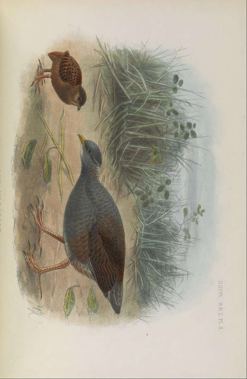 Image of Megapodius Gaimard 1823