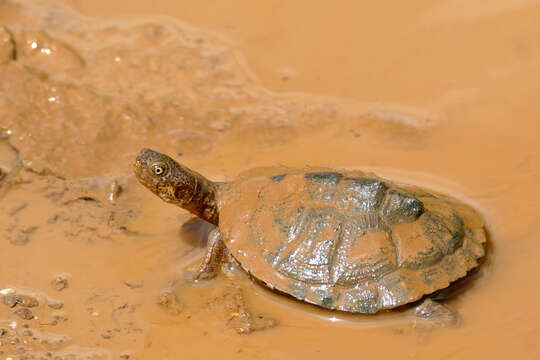 Image of Serrated hinged terrapin