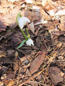 Image of Snowdrop