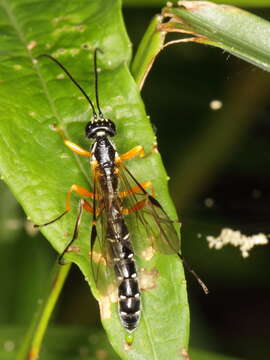 Image of Sabre wasp