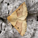 Image of scalloped oak