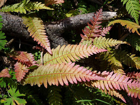 Image of hacksaw fern