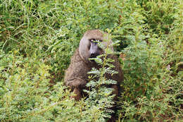 Image of Baboon