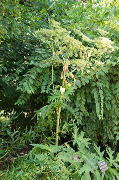 Imagem de Heracleum