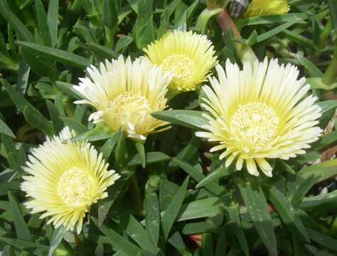 Imagem de Carpobrotus edulis (L.) N. E. Br.