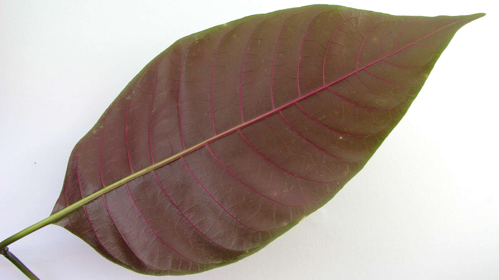 Image of Palicourea blanchetiana Schltdl.