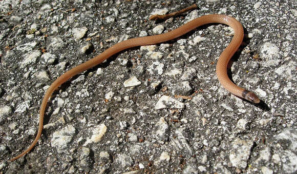 Image of Florida Crowned Snake