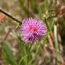 Image of Mimosa quadrivalvis var. angustata (Torr. & A. Gray) Barneby