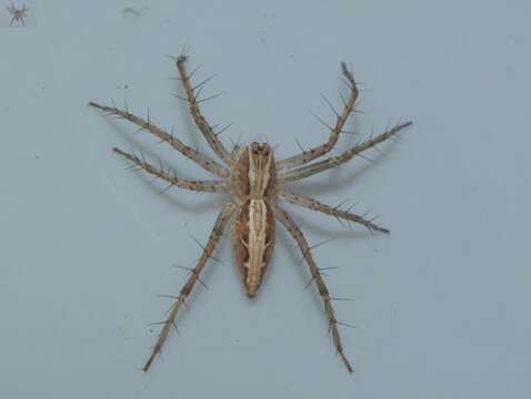 Image of lynx spider