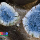 藍珊瑚的圖片