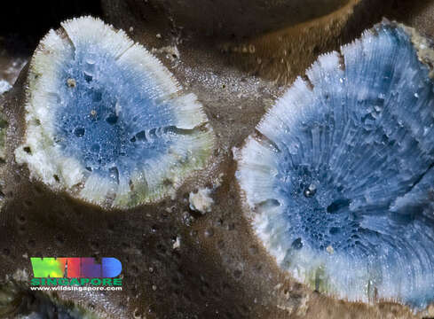 Image of blue coral and relatives