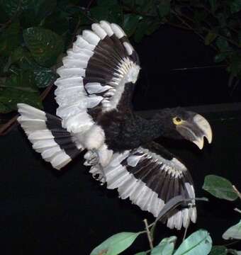 Image of Brown-cheeked Hornbill