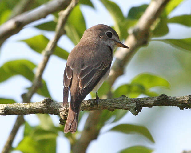 Image of Muscicapa Brisson 1760