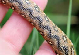 Image of Grass snakes