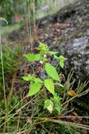 Image of hempnettle