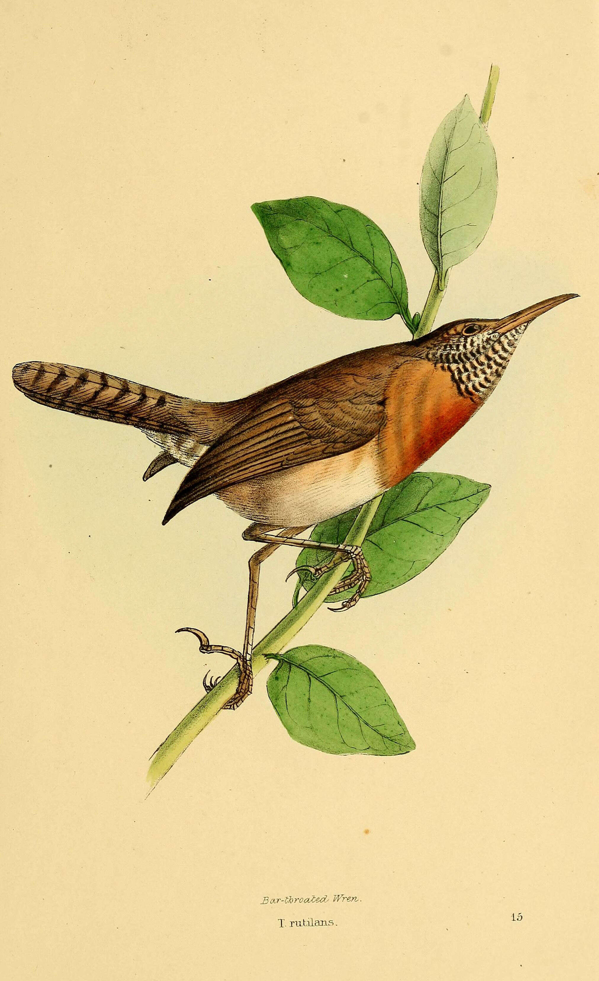 Image of Pheugopedius Cabanis 1851