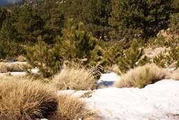 Sivun Pinus hartwegii Lindl. kuva