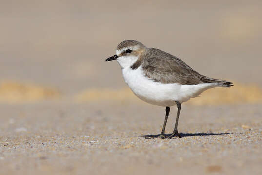 Image of Red-capped Dotterel