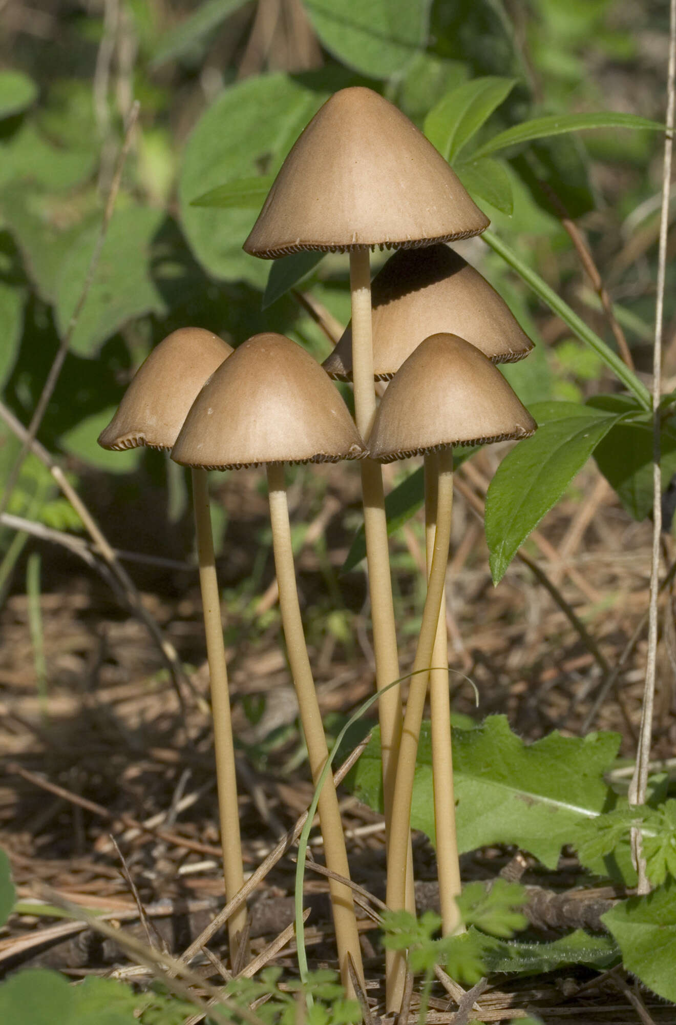 Plancia ëd Parasola conopilus (Fr.) Örstadius & E. Larss. 2008