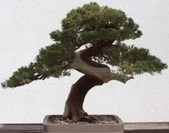 Image of juniper