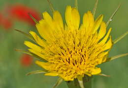 Image of goatsbeard