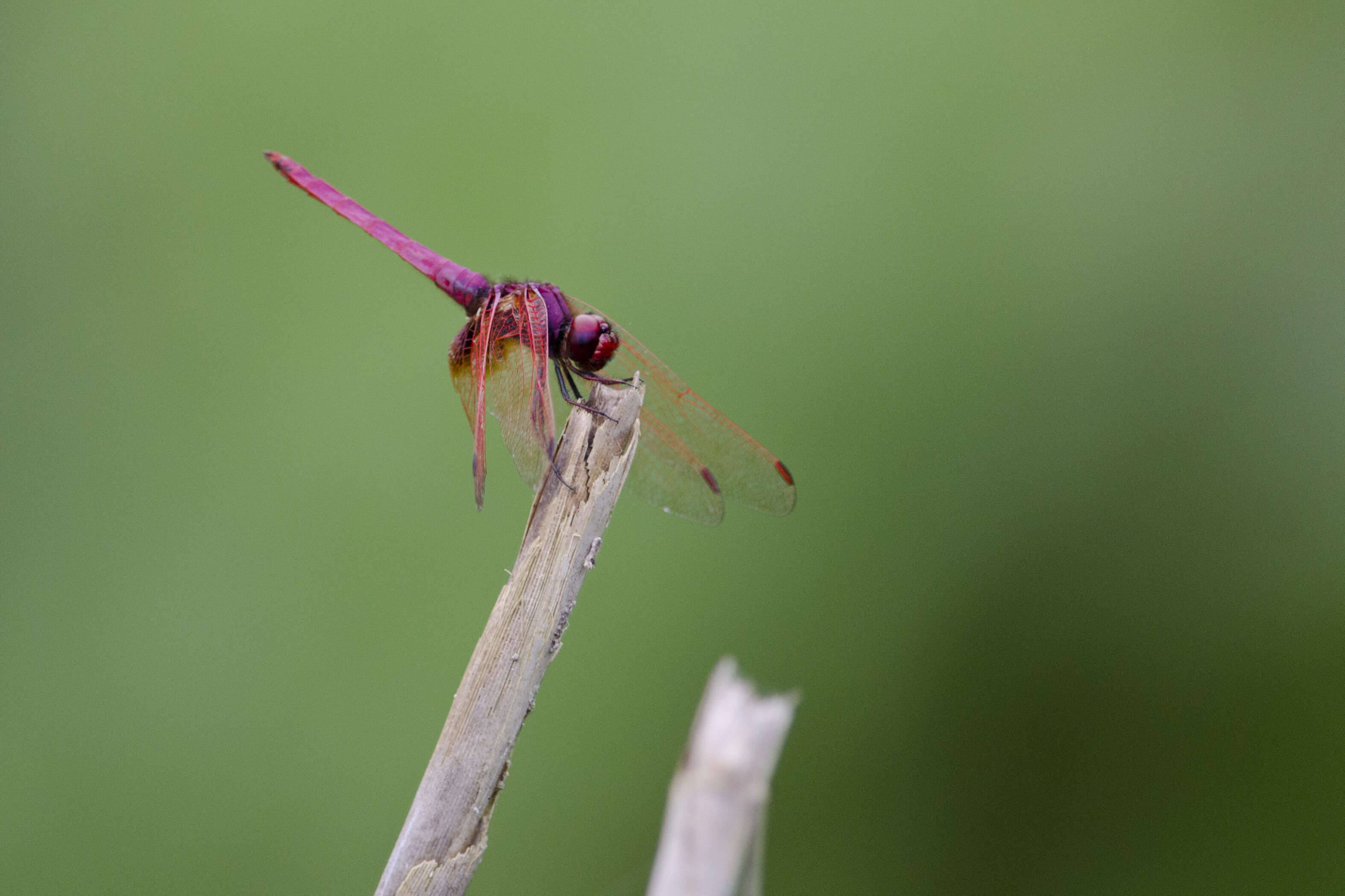 Image of Dropwings