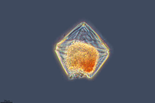 Image of Protoperidinium pentagonum