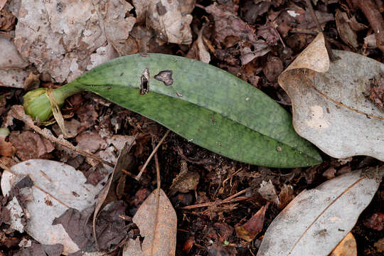 Image de Oeceoclades maculata (Lindl.) Lindl.