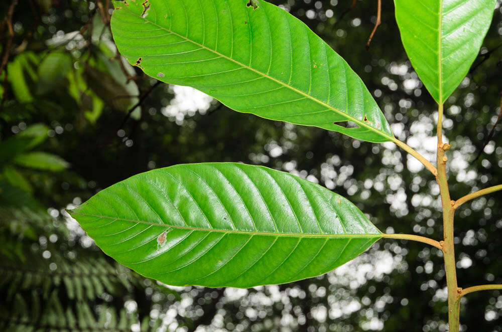 Imagem de Eberhardtia aurata (Pierre ex Dubard) Lecomte