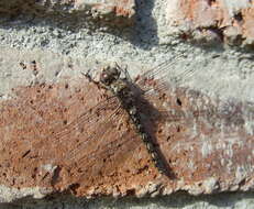 Image of Rock Skimmers