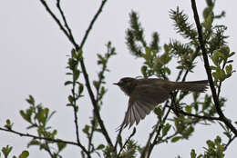 Image of Phylloscopidae