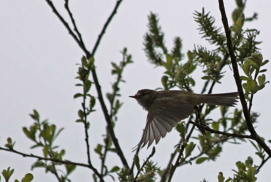 Image of Common Chiffchaff