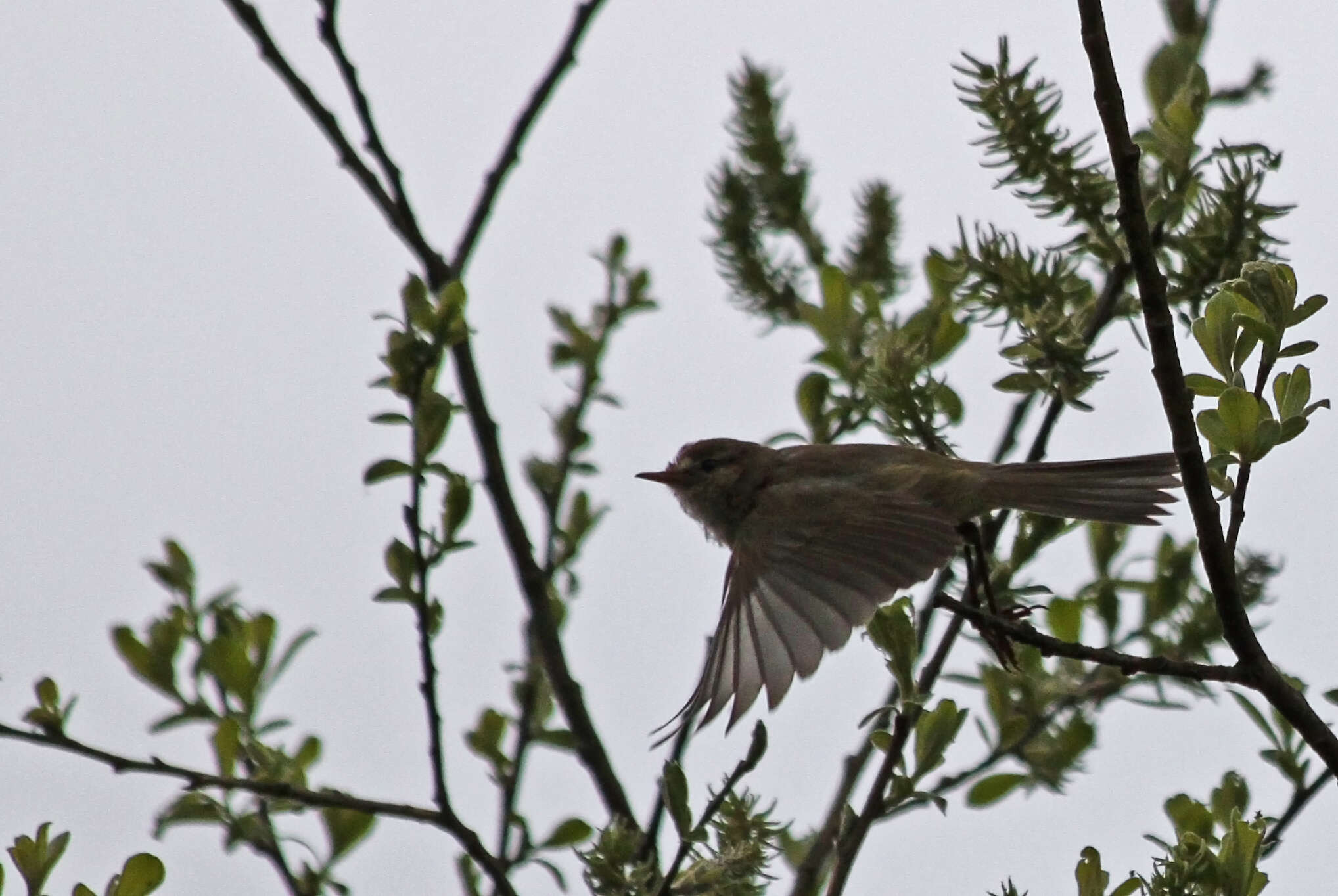 Image of Phylloscopidae