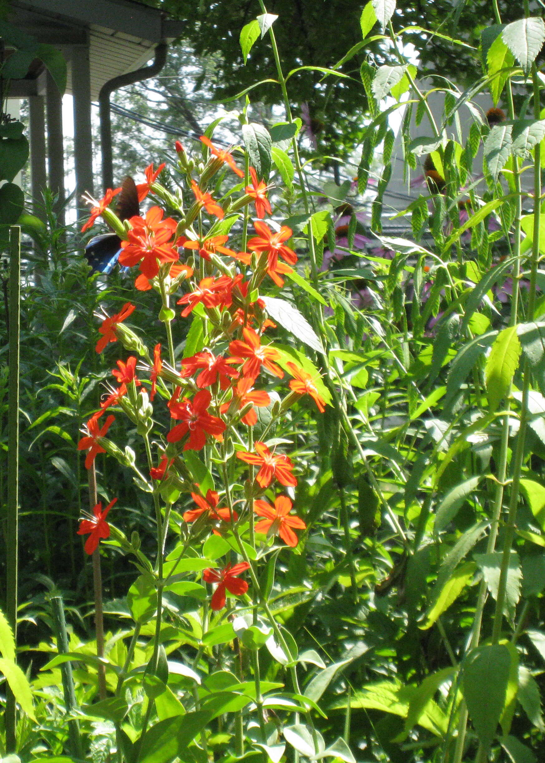 Image of royal catchfly