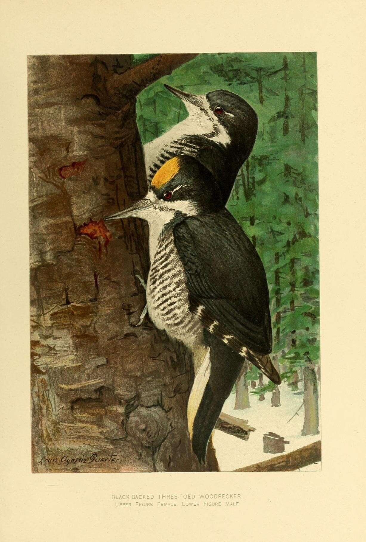 Image of pied woodpeckers