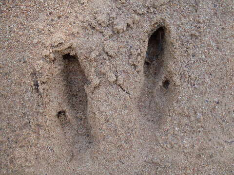 Image of Eastern Gray Kangaroo