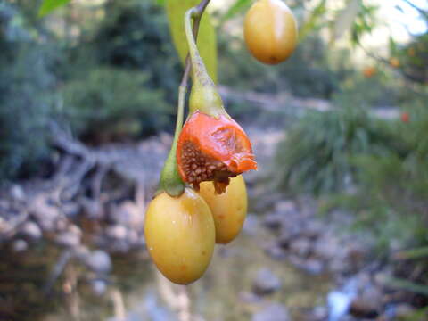 Image of Kangaroo Apple