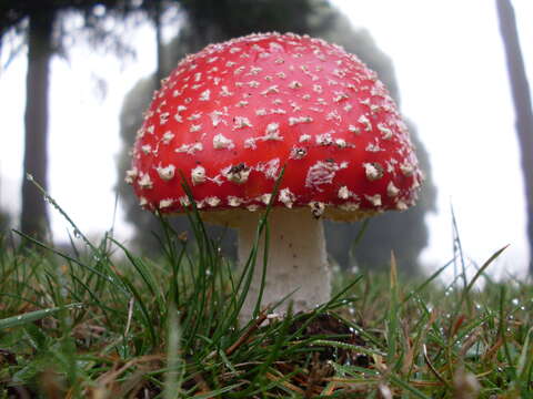 Image of Amanita