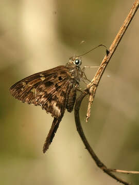 Image of Dorantes Longtail