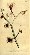 Слика од Pelargonium tetragonum (L. fil.) L'Her.