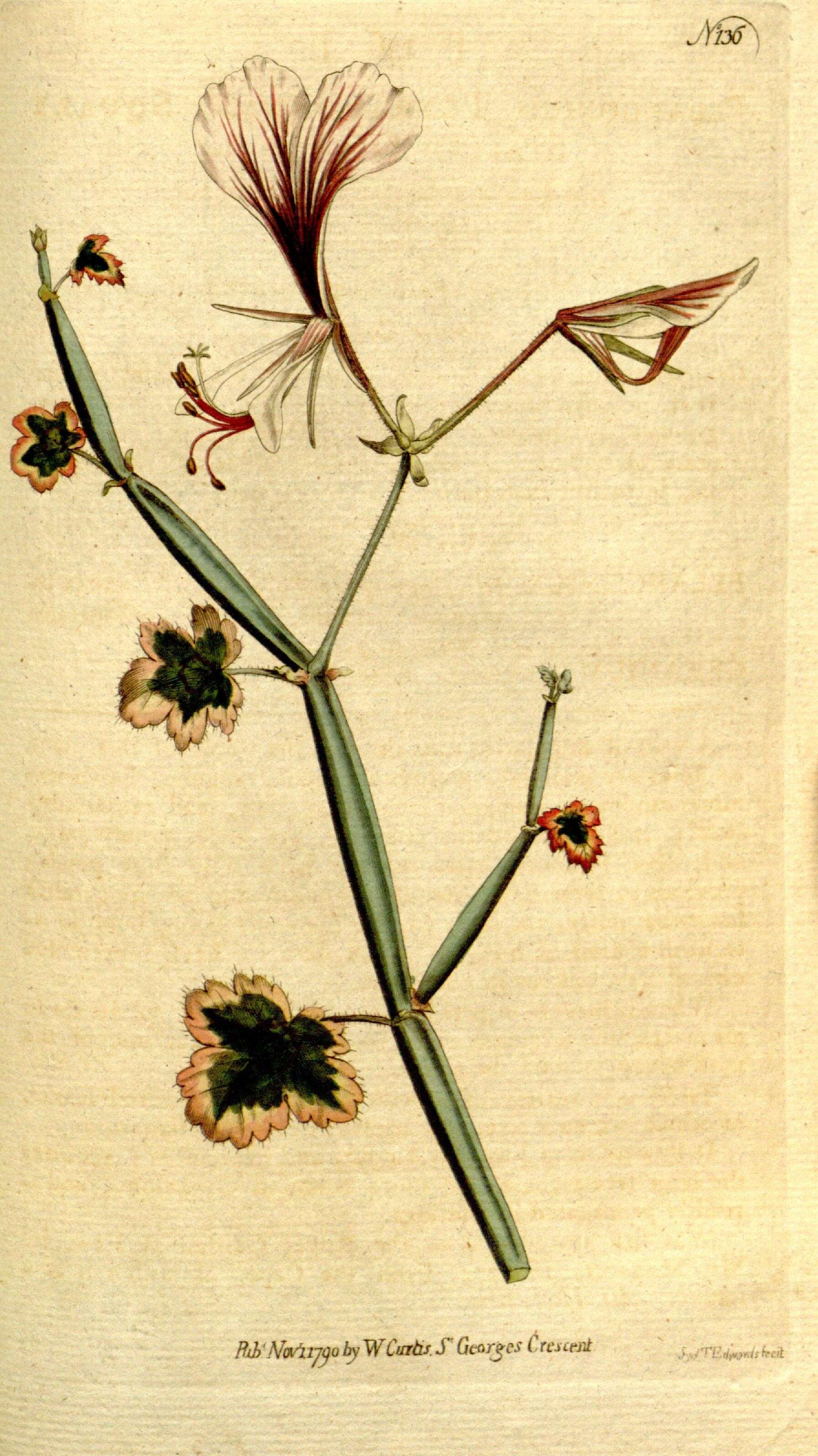 Image of Pelargonium tetragonum (L. fil.) L'Her.