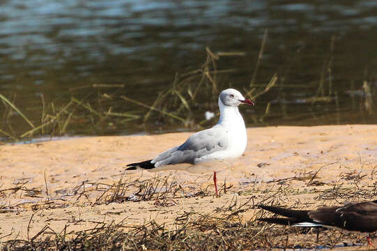 Image of Hooded gulls