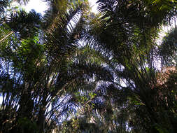 Image of raffia palm