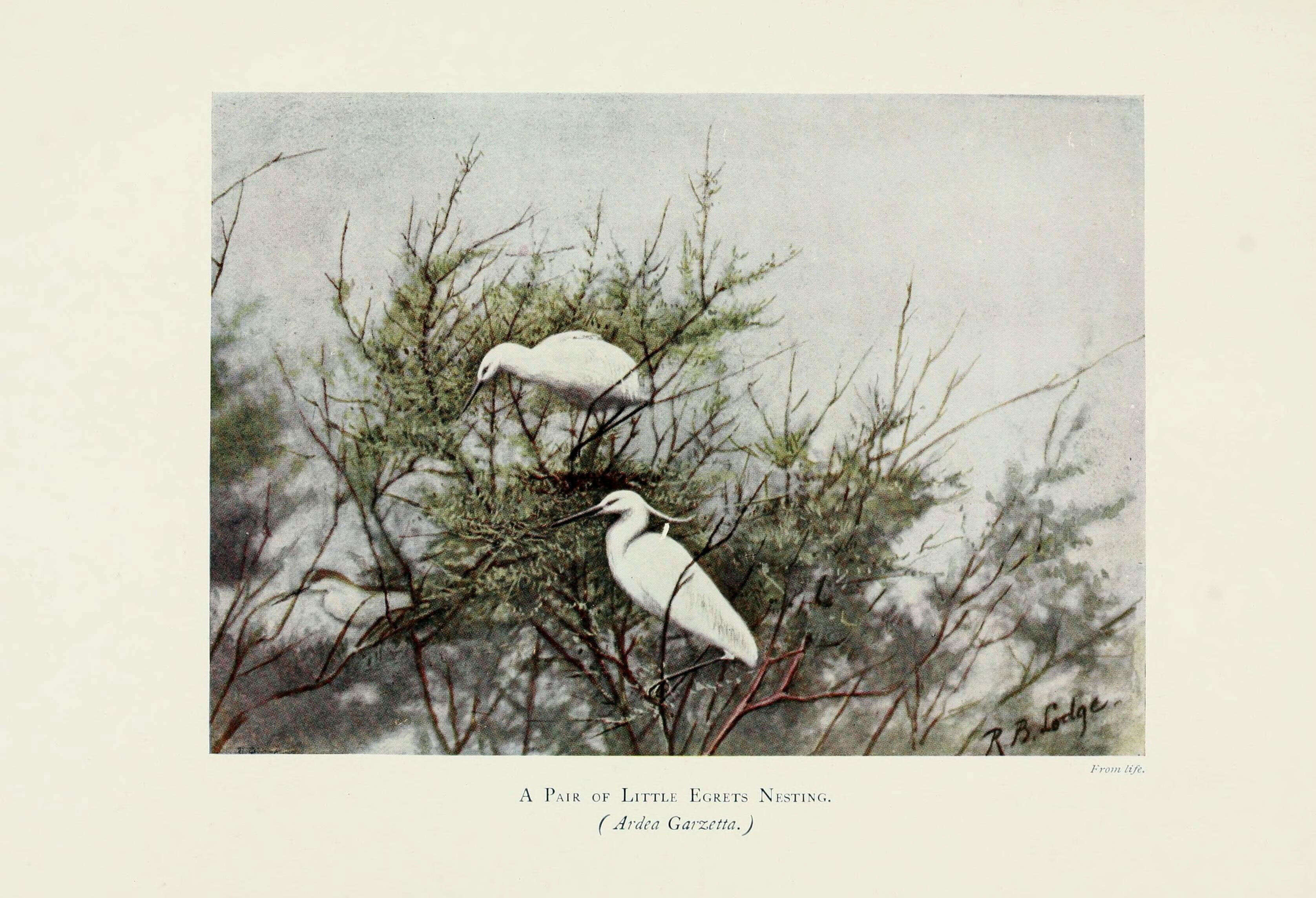 Image of Egretta Forster & T 1817