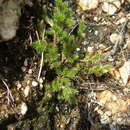 Image of Selaginella alutacea Spring